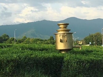Чайная плантация