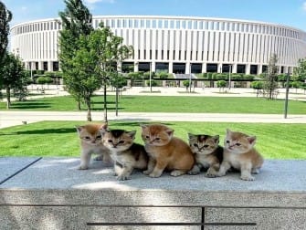 Котятки