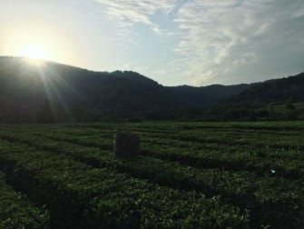 Экскурсия на плантацию чая