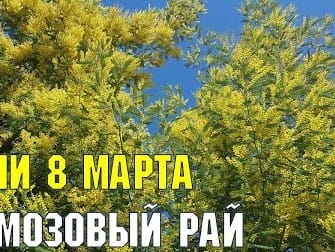 СОЧИ 8 марта