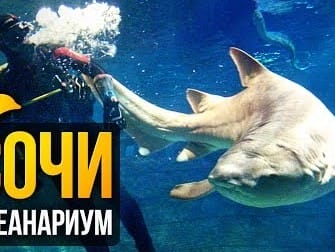 Sochi Discovery World Aquarium